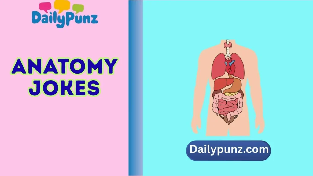 Anatomy Jokes One Liners